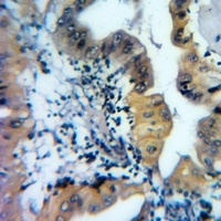 Ataxin 10 Rabbit Polyclonal Antibody
