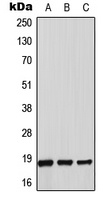 Thioredoxin 2 Rabbit Polyclonal Antibody