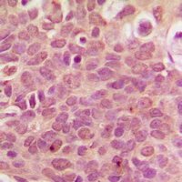 RPL36 Antibody