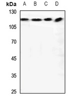 RANBP6 Rabbit Polyclonal Antibody