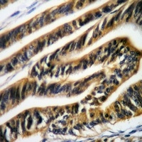 RAB30 Rabbit Polyclonal Antibody