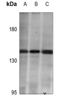 HIPK2 Antibody
