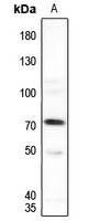 SENP1 Antibody