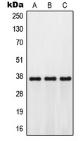GPR171 Rabbit Polyclonal Antibody