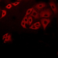 GPR171 Rabbit Polyclonal Antibody