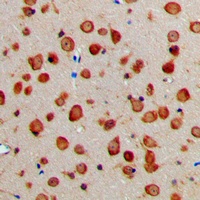 NXPH1 Rabbit Polyclonal Antibody