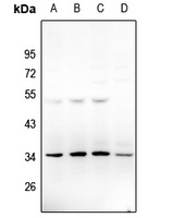 Neurotrimin Rabbit Polyclonal Antibody