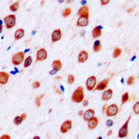 Neurotrimin Rabbit Polyclonal Antibody