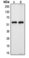 Cytochrome P450 39A1 Rabbit Polyclonal Antibody