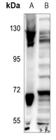 CDC40 Rabbit Polyclonal Antibody