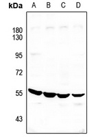 ATP6V1H Rabbit Polyclonal Antibody