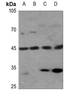 GPRC5B Rabbit Polyclonal Antibody