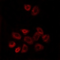 GPRC5B Rabbit Polyclonal Antibody