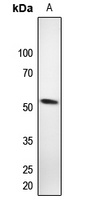 RAP1A Rabbit Polyclonal Antibody
