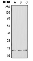 HES2 Rabbit Polyclonal Antibody