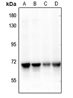 NEIL3 Rabbit Polyclonal Antibody