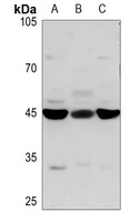 STAP2 Rabbit Polyclonal Antibody