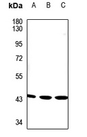 LYAR Rabbit Polyclonal Antibody