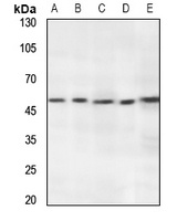 RNF130 Rabbit Polyclonal Antibody
