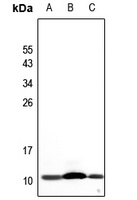 NDUFA4L2 Rabbit Polyclonal Antibody