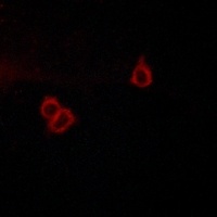 GPR159 Antibody