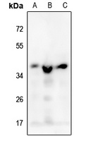 MRPS35 Rabbit Polyclonal Antibody