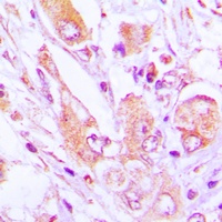 MRPS35 Rabbit Polyclonal Antibody