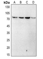 Artemis (Phospho-S516) Antibody
