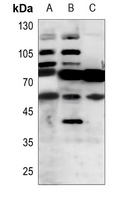 RTN4R Rabbit Polyclonal Antibody