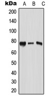 RPAP3 Antibody
