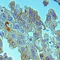 RPAP3 Antibody
