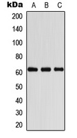 COASY Rabbit Polyclonal Antibody