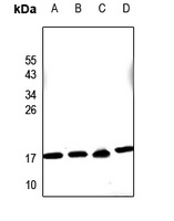 PDRG1 Rabbit Polyclonal Antibody