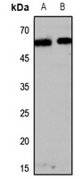 Melanopsin Rabbit Polyclonal Antibody