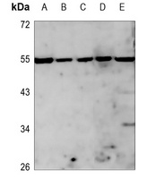 PLK5 Antibody