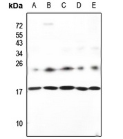 Neuromedin S Antibody