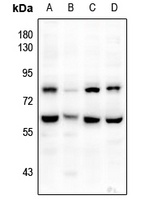 CD172a Rabbit Polyclonal Antibody