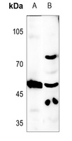 CLEC14A Antibody