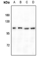GPR110 Rabbit Polyclonal Antibody