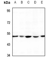 RIMKLA Rabbit Polyclonal Antibody