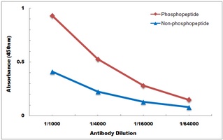 p47 phox (Phospho-S370) Antibody