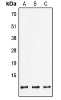FXYD2 Rabbit Polyclonal Antibody