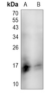 CD3g Antibody