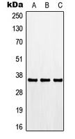 CDK3 Rabbit Polyclonal Antibody