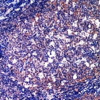 CD89 Antibody
