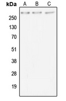 MUC4 Rabbit Polyclonal Antibody