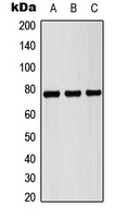 Pericentrin Rabbit Polyclonal Antibody