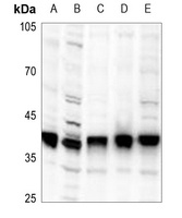 PLSCR1 Rabbit Polyclonal Antibody