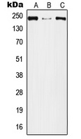 Plexin A2 Rabbit Polyclonal Antibody