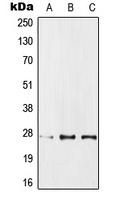 IPP1 Antibody